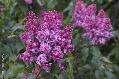 lilac flowers