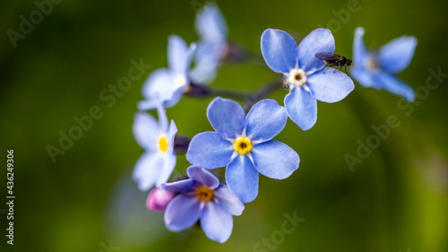 Forget-me-not flowers with a fly resting on a petal