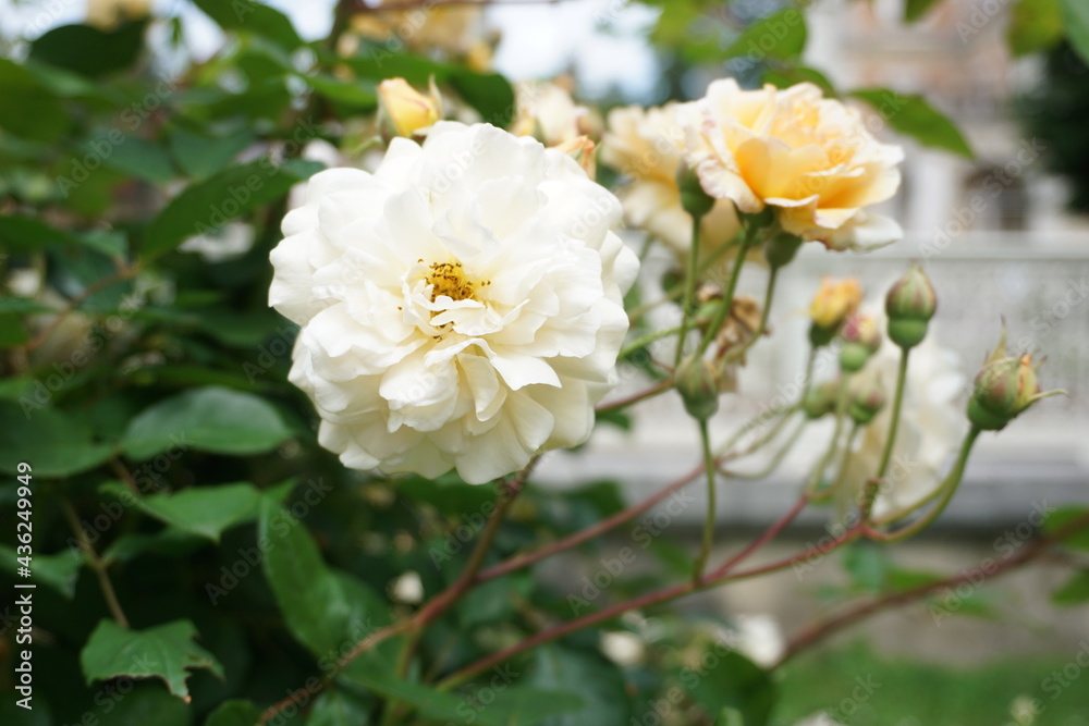 White Roses White Roses