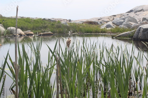 lake with reeds
