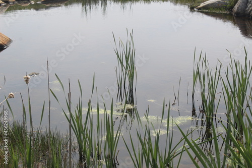 reeds in the water