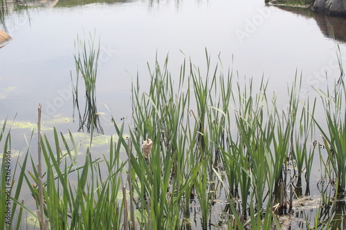reeds in the water