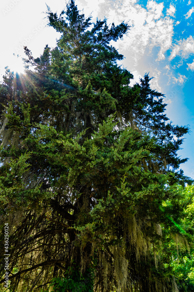 Fototapeta premium forest in the morning