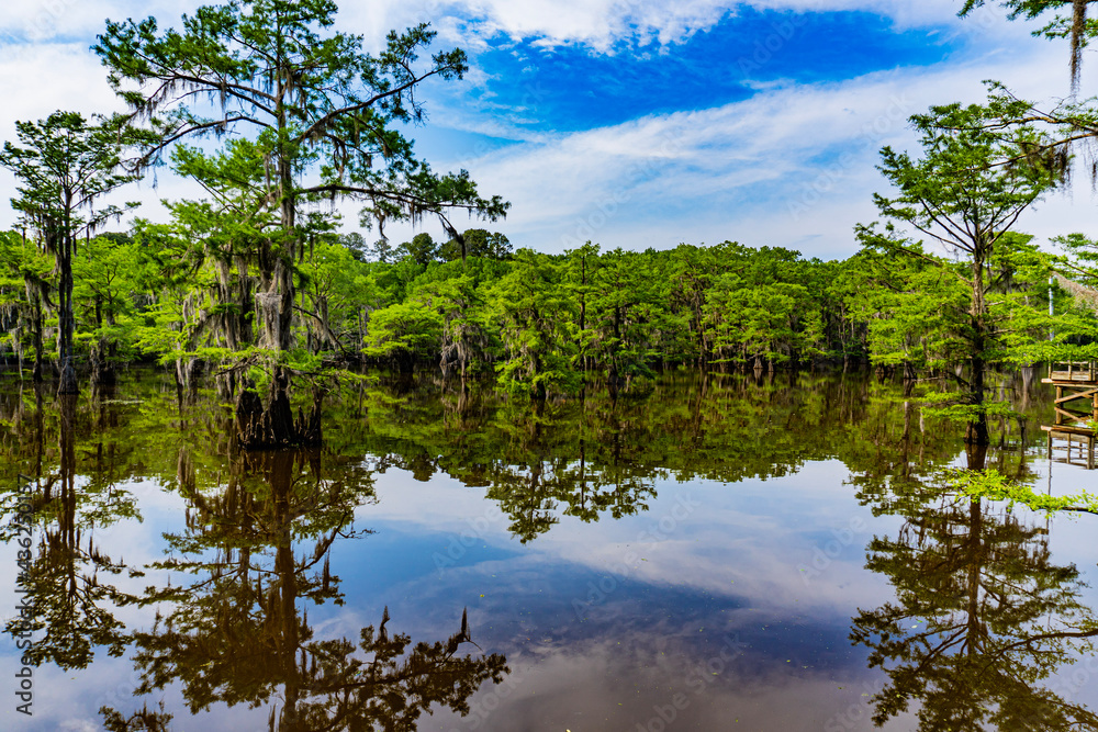 lake in the forest