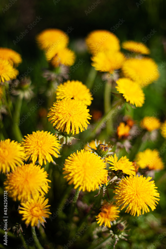 Blooming dandelion bush. Close up. Copy space. Selective focus. Summer vibes. Blooming dandelion bush. Close up. Copy space. Selective focus. Summer vibes.