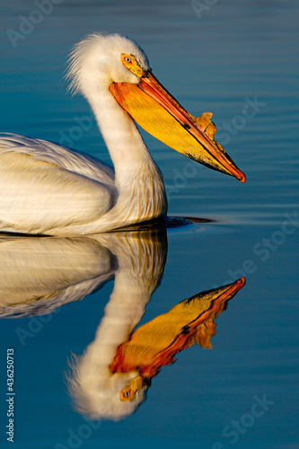 pelican on the beach