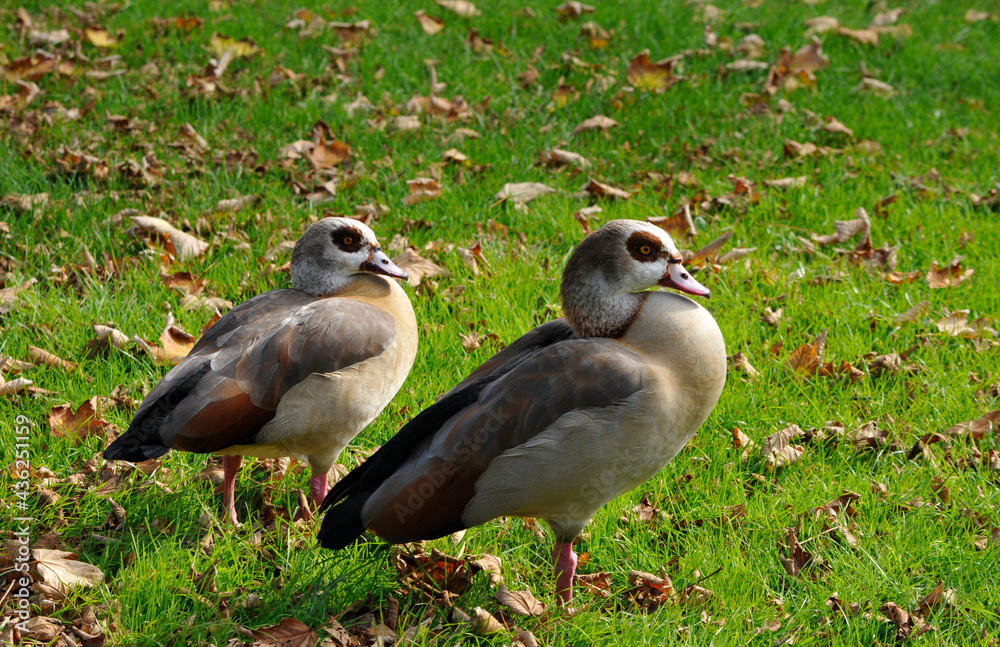 nilgänse auf einer wiese nilgänse auf einer wiese