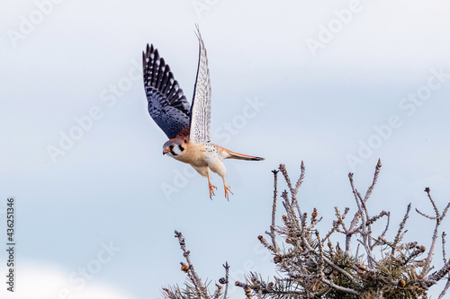 Takeoff moment of an American Kestrel viewed at close range.