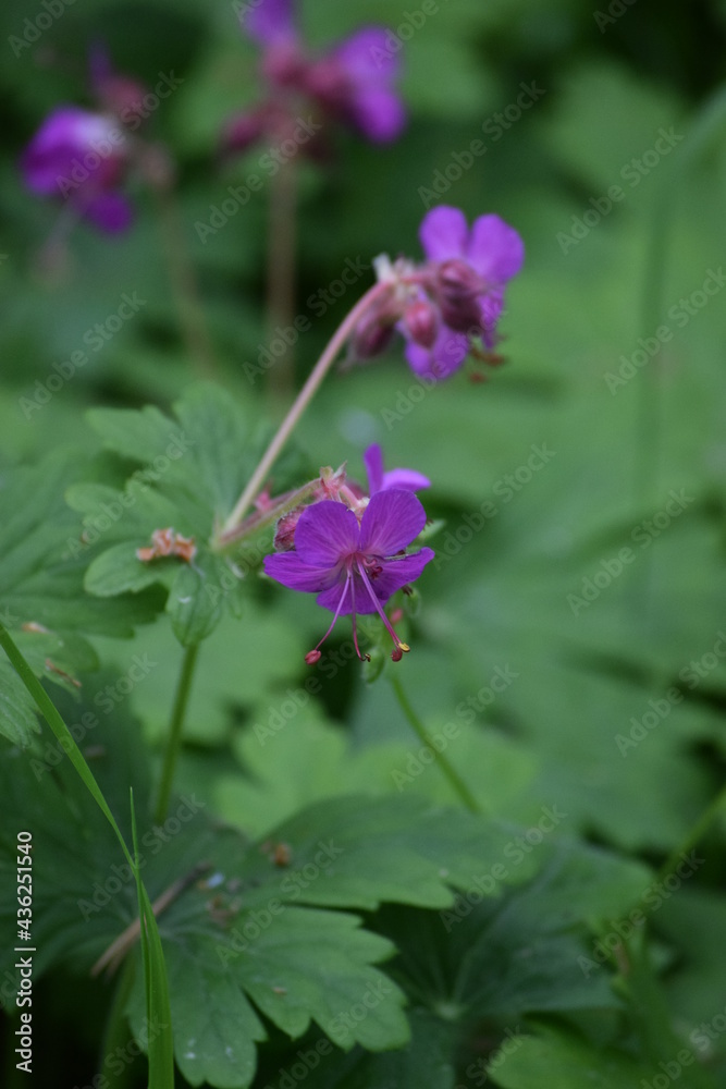Forest cranesbill Forest cranesbill