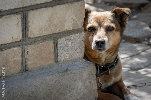 A sad dog on a chain peeks around the corner of a white brick building