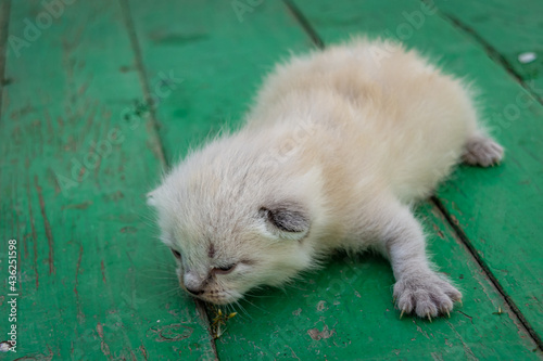 Newborn kitten lies on a table made of green boards