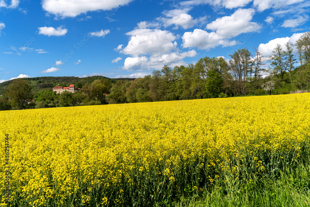 Obraz premium Rapsfeld vor der Burg in Creuzburg
