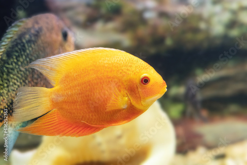 The orange ornamental fish Heros severus Cichlasoma severum swims in the aquarium