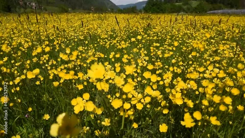 fiori gialli prateria vento prato montagna colore  photo