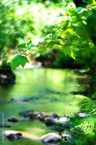 River waters hidden in a forest with stones and fresh leaves © AK Media