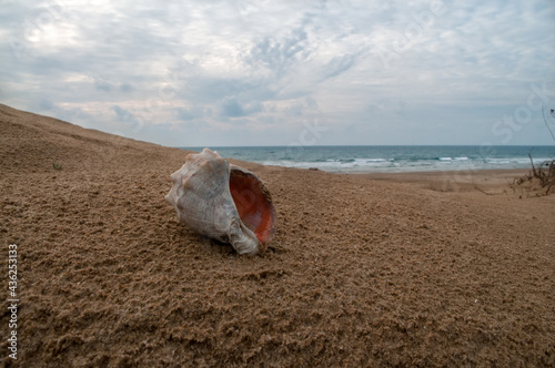 Seashell of marine mollusc rapana venosa on the sand on the coast of the Black sea