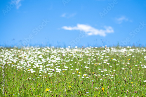 A field of daisy flowers, blue sky with a cute white cloud