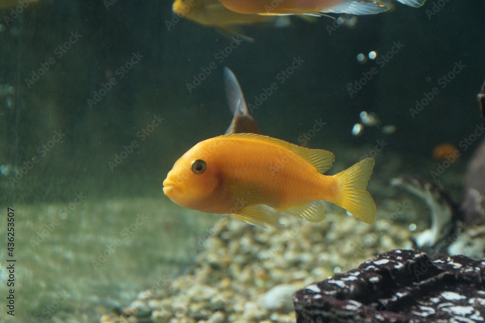 fish in aquarium fish in aquarium