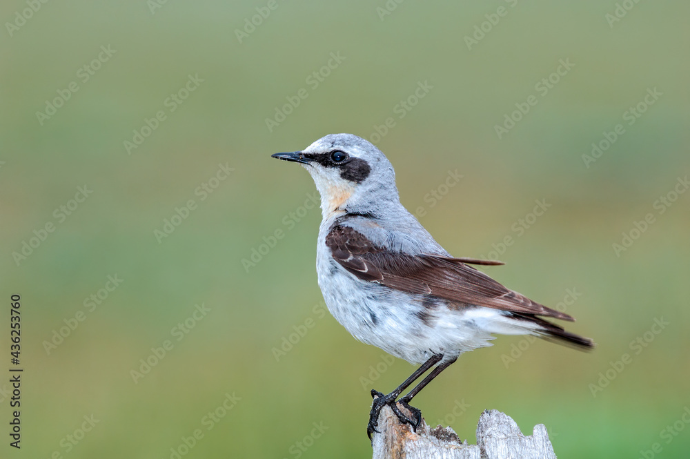 Northern Wheatear (Oenanthe oenanthe) male in Barents Sea coastal area, Russia Northern Wheatear (Oenanthe oenanthe) male in Barents Sea coastal area, Russia
