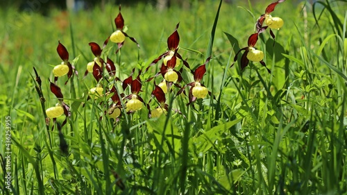 Gelber Frauenschuh (Cypripedium calceolus).mit Wassertropfen photo