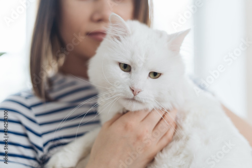 Fototapeta Naklejka Na Ścianę i Meble -  Young woman playing with cat in kitchen at home. Girl holding and hugging white cat. Happy master having fun with her pet