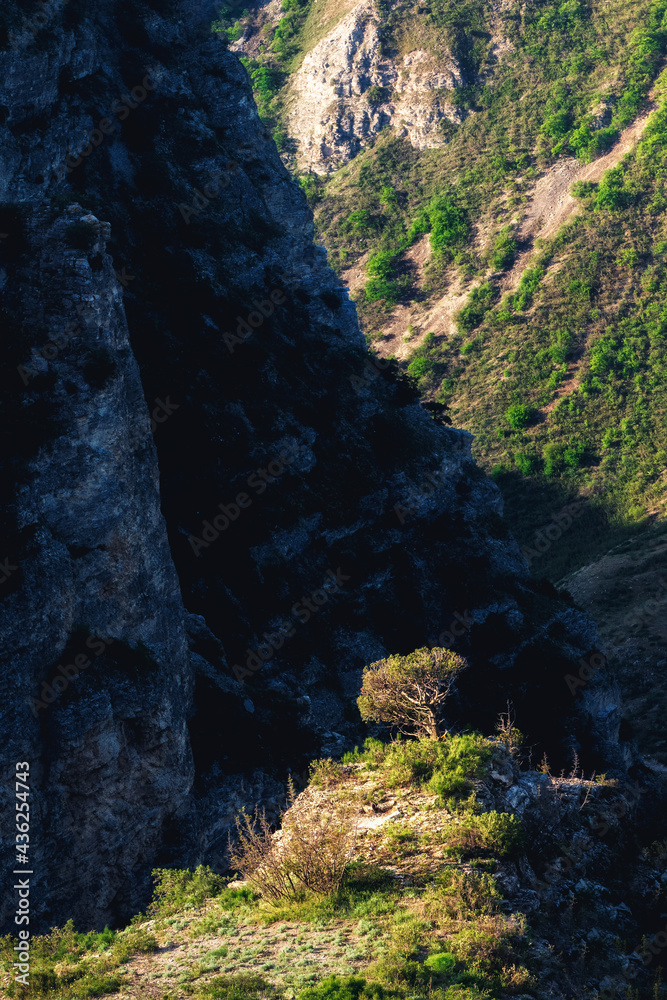 A lone tree growing on a rock in a mountain gorge. Harsh wildlife.