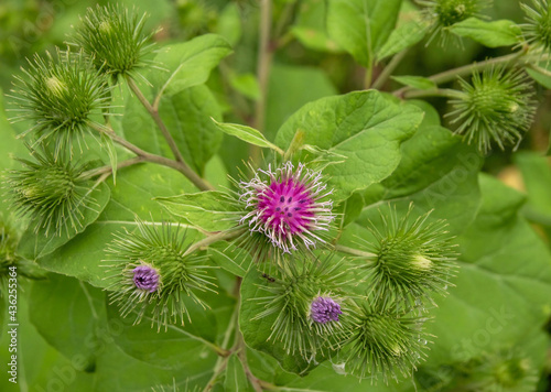 Stampa su Tela Purple burdock plant in field close up