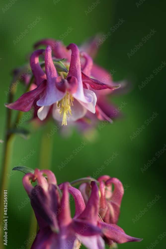 Aquilegia red and pink flower closeup.