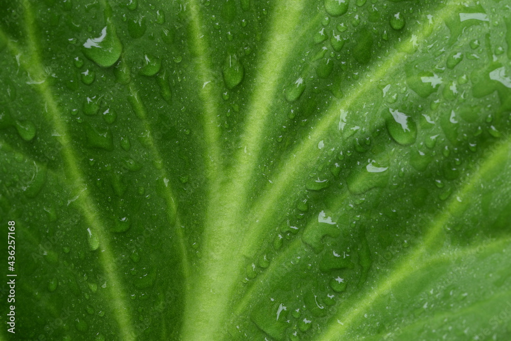 Bergenia green leaf in water drops, closeup of green leaf, green background. Bergenia green leaf in water drops, closeup of green leaf, green background.