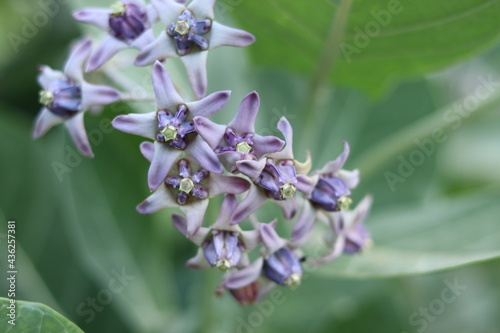 bee on a flower