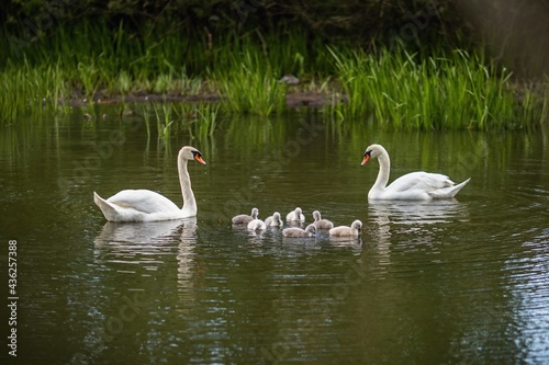 Wild white mute swan family with seven cute little offsprings swimming in green lake.