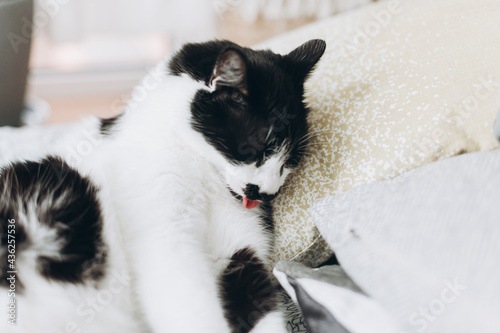 Cute cat grooming himself on soft bed at pillows. Adorable black and white cat licking and cleaning fur, funny emotions. Pet at home