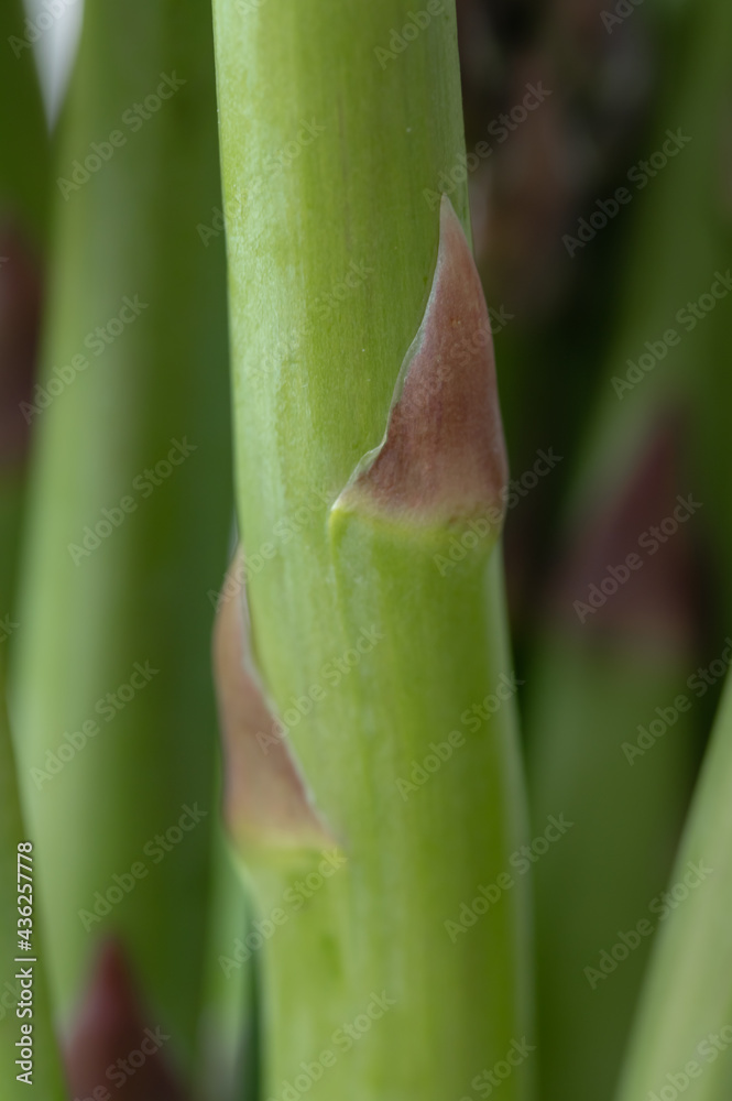Close-Up of a Group Asparagus Stalk Close-Up of a Group Asparagus Stalk