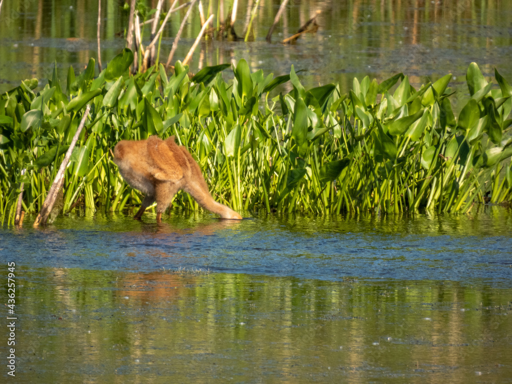 Fototapeta premium Sandhill Crane baby at Montezuma Wildlife Refuge