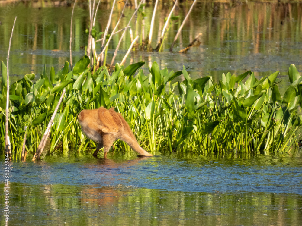 Sandhill Crane baby at Montezuma Wildlife Refuge Sandhill Crane baby at Montezuma Wildlife Refuge