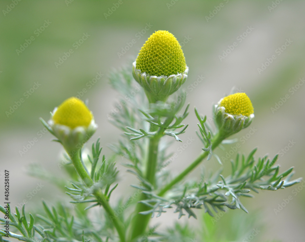 Fragrant chamomile (Matricaria discoidea) grows in nature Fragrant chamomile (Matricaria discoidea) grows in nature