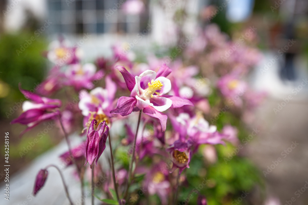 Obraz premium Akelei