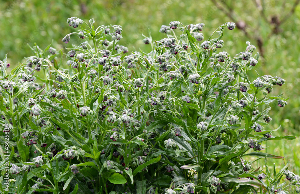 Cynoglossum officinale blooms in nature Cynoglossum officinale blooms in nature