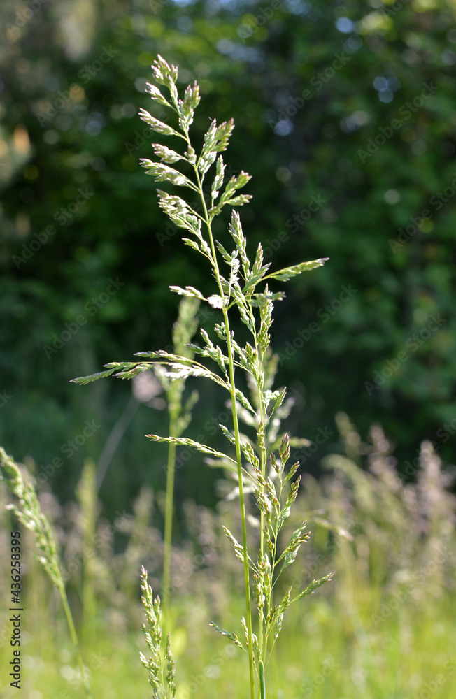 Poa grows in the meadow among wild grasses.
