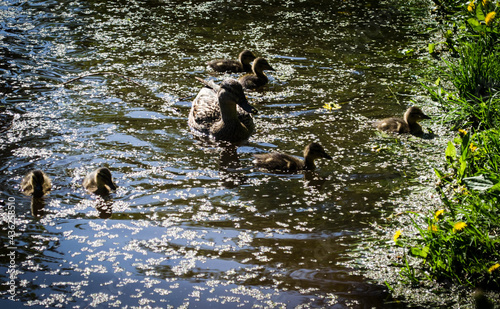 Fototapeta Naklejka Na Ścianę i Meble -  
Duck with ducklings swimming on the water, photo in the afternoon