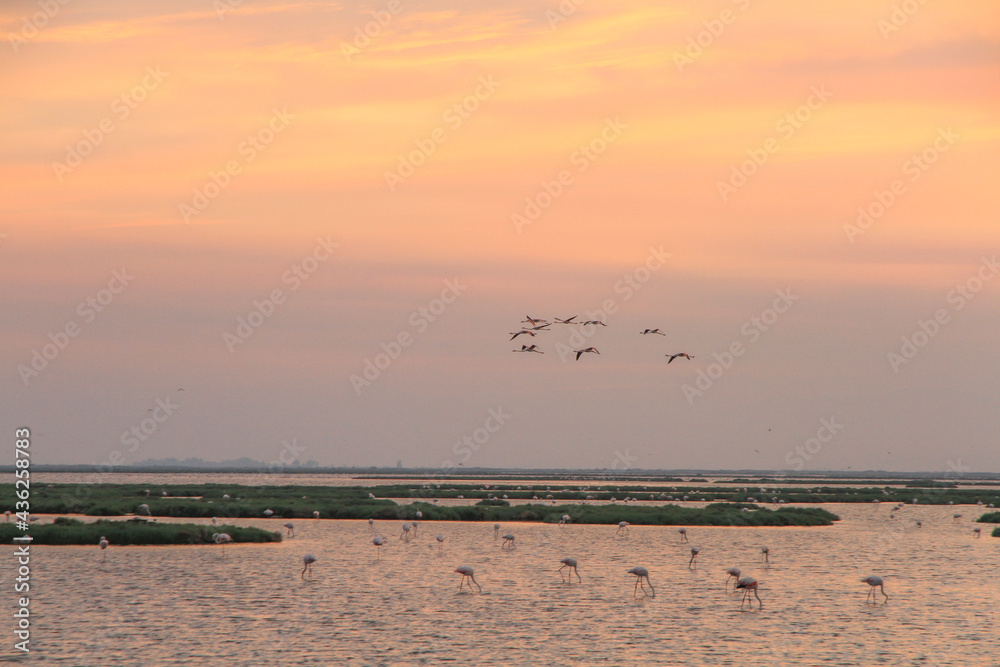 sunset and flamingos