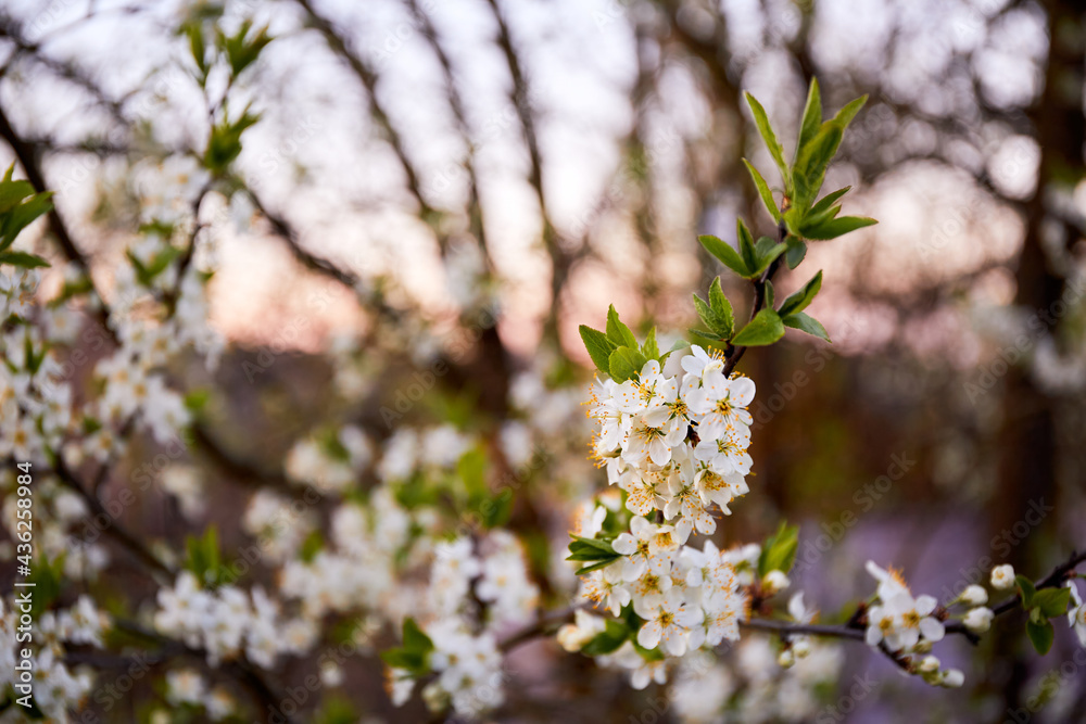 Obraz premium Beautiful flowering cherry. Blurred background with white flowers in a spring day. Macro. Nature wallpaper. Fruit garden tree care. Springtime. Copy space. Closeup. Blooming season. Gentle flavor