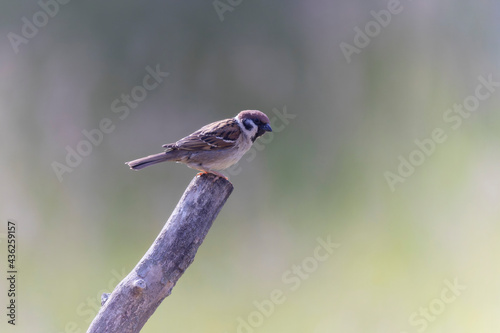 Moineau friquet Passer montanus dans son environnement naturel photo