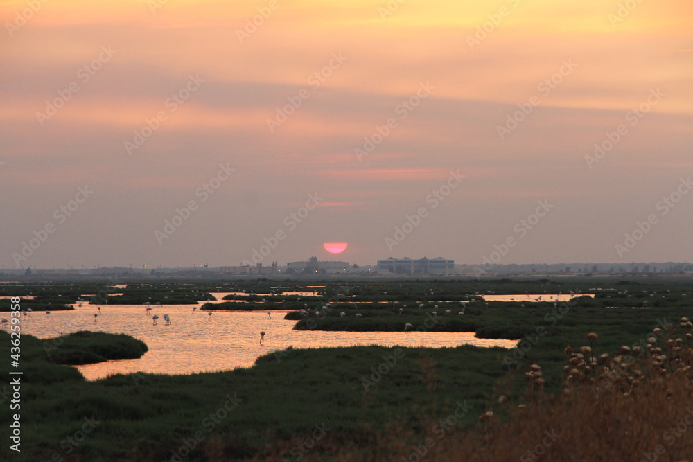 sunset and flamingos