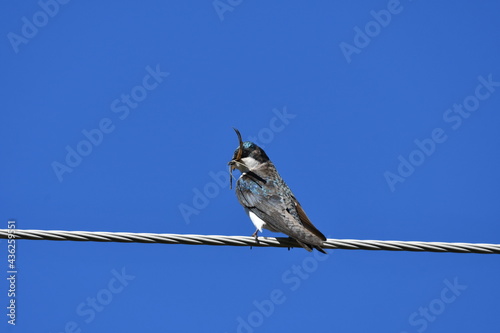 Female Tree Swallow with nesting material in beak