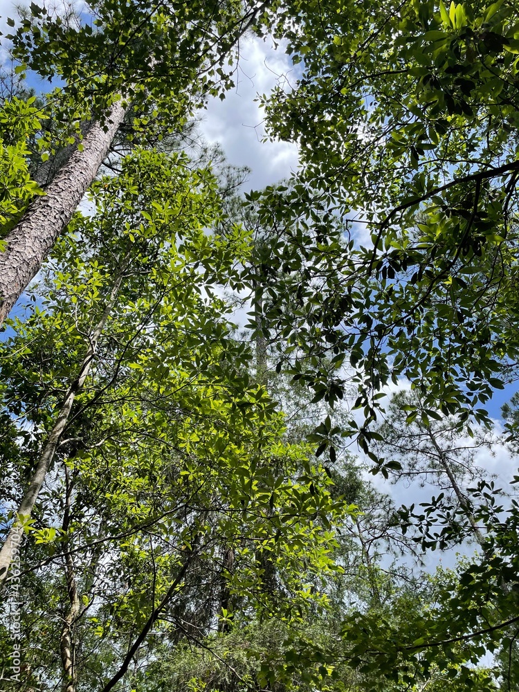Fototapeta premium trees in the forest