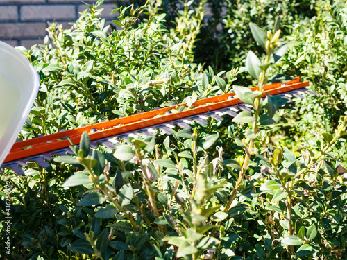 blade of electric hedge trimmer cuts green bush