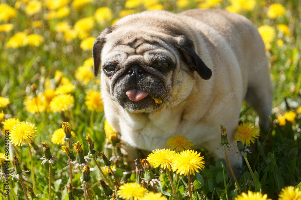 Pug dog in a green spring meadow eat dandelion