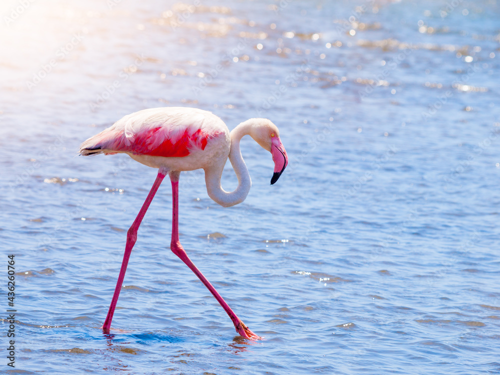 Flamingo walk in shallow water, Walvis Bay, Namibia