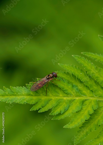 fly on leaf © Ingemar